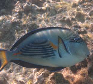 Schnorcheln im Hausriff