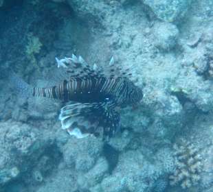 Tolles Hausriff mit vielen interessanten Fischen!