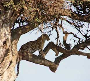 Julius Tact / JT Safaris