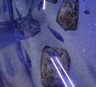 Im Aquarium unterwegs