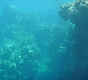 Hotelriff - Schnorcheln