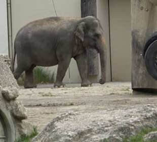 Tierpark Hellabrunn - Reich der Elefanten