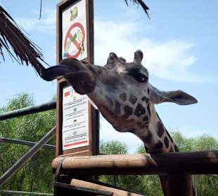Eine Giraffe war sehr zutraulich