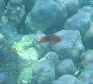 Koralle und ein kleines Fischlein