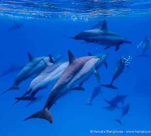 Dolphins of Sataya
