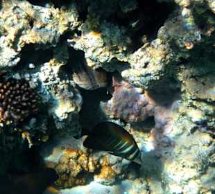 Hausriff Hotel Fort Arabesque