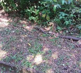 Wasserfälle von Iguazu. Ein Weltwunder