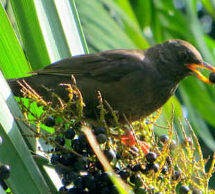 Ein Vogel bedient sich