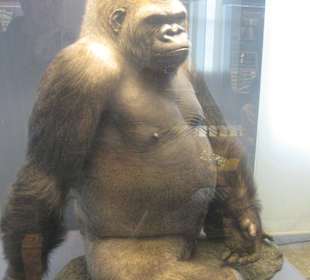 Naturkundemuseum