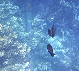 Schnorcheln am Riff vom Magic Tulip Resort (02/2018)