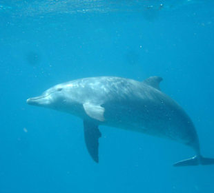 Delphin