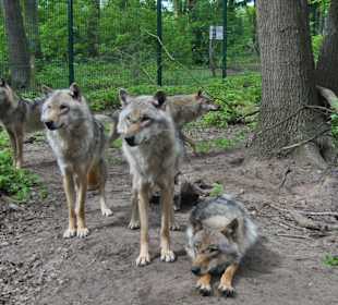 Wolfcenter