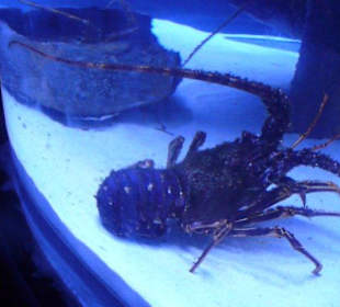 Röhren Aquarium Antalya 