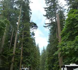Highway durch den Cathedral Grove