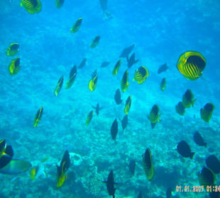 Bunte vielfalt aller Fische