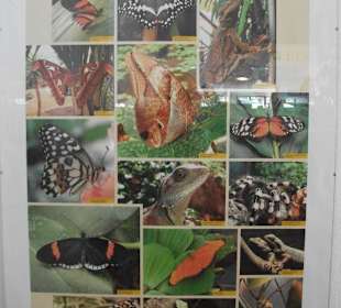 Schmetterlingshaus Jonsdorf