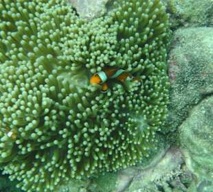 Geniales Schnorchelgebiet - Surin-Island - Thai