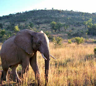 Olifant tijdens safari