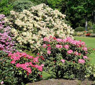 Spaziergang durch den Rhododendronpark Westerstede