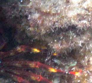 Šnorchlování v oblasti Kalithea