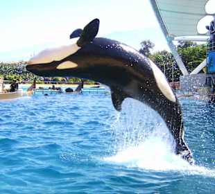 Loro Parque