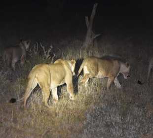 Löwen auf Jagd,Nachtpirsch