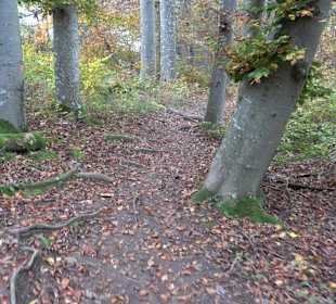 Wandern Rauberweide