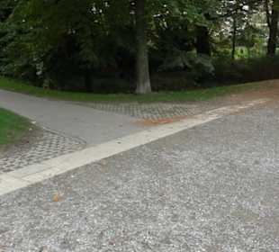 Mammutbaum im Stadtgarten