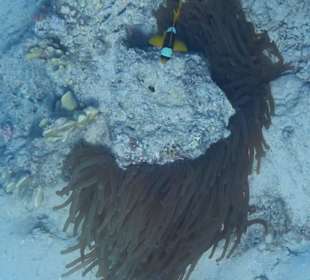 Nemo am hauseigenen Riff