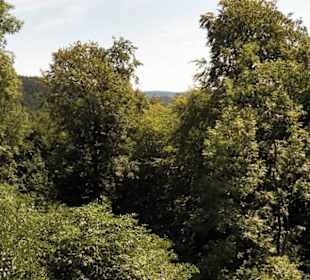 Naturpark Sparbach Hinterbrühl