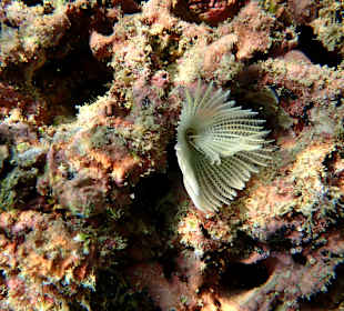 Unterwasserwelt Musandam