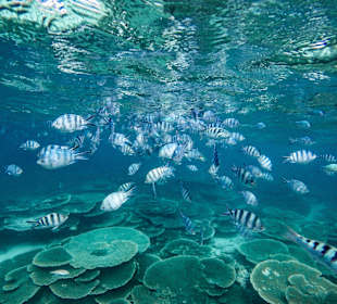 Schnorcheln Belle Mare