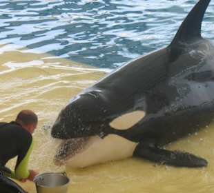 Loro Parque  Die Waal Show