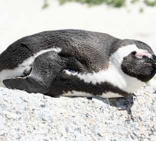 Boulders Beach, jackass penguins