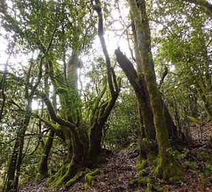 Bei einer Wanderung durch den Regenwald