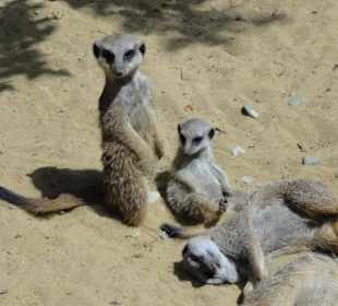 Zoologischer Garten 2016