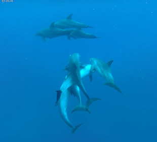 Schwimmen mit Delfinen
