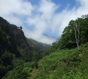 Urwaldfeeling auf Madeira
