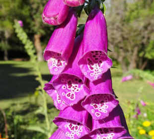 Eindrücke vom Rundgang durch Blandy´s Garden
