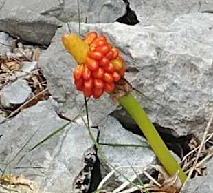 Gola di Gorropu