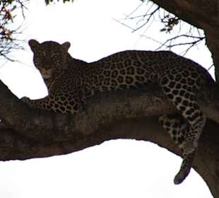 Julius Tact / JT Safaris