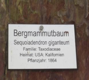 Bergmammutbaum