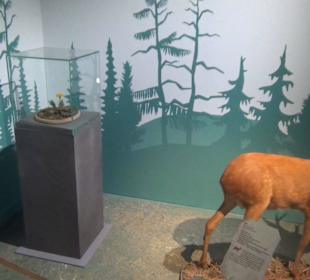 Ausstellung Eis Safari