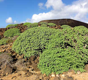 Typische Vegetation auf Lobos