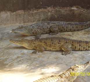 Ein paar echt grosse Krokodile der Crocodile Farm