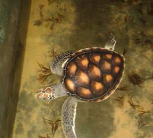 Verletzte Schildkröte