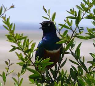 Dreifarbenglanzstar - Observation Hill Amboseli