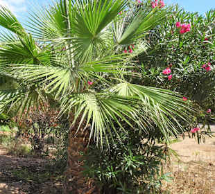 Eindrücke von der Wanderung durch den Palmenhain