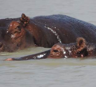 Tiere vom Tanasee - Nilpferde