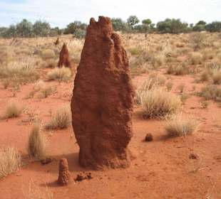 ein fast 1,60 m hoher Termitenhügel